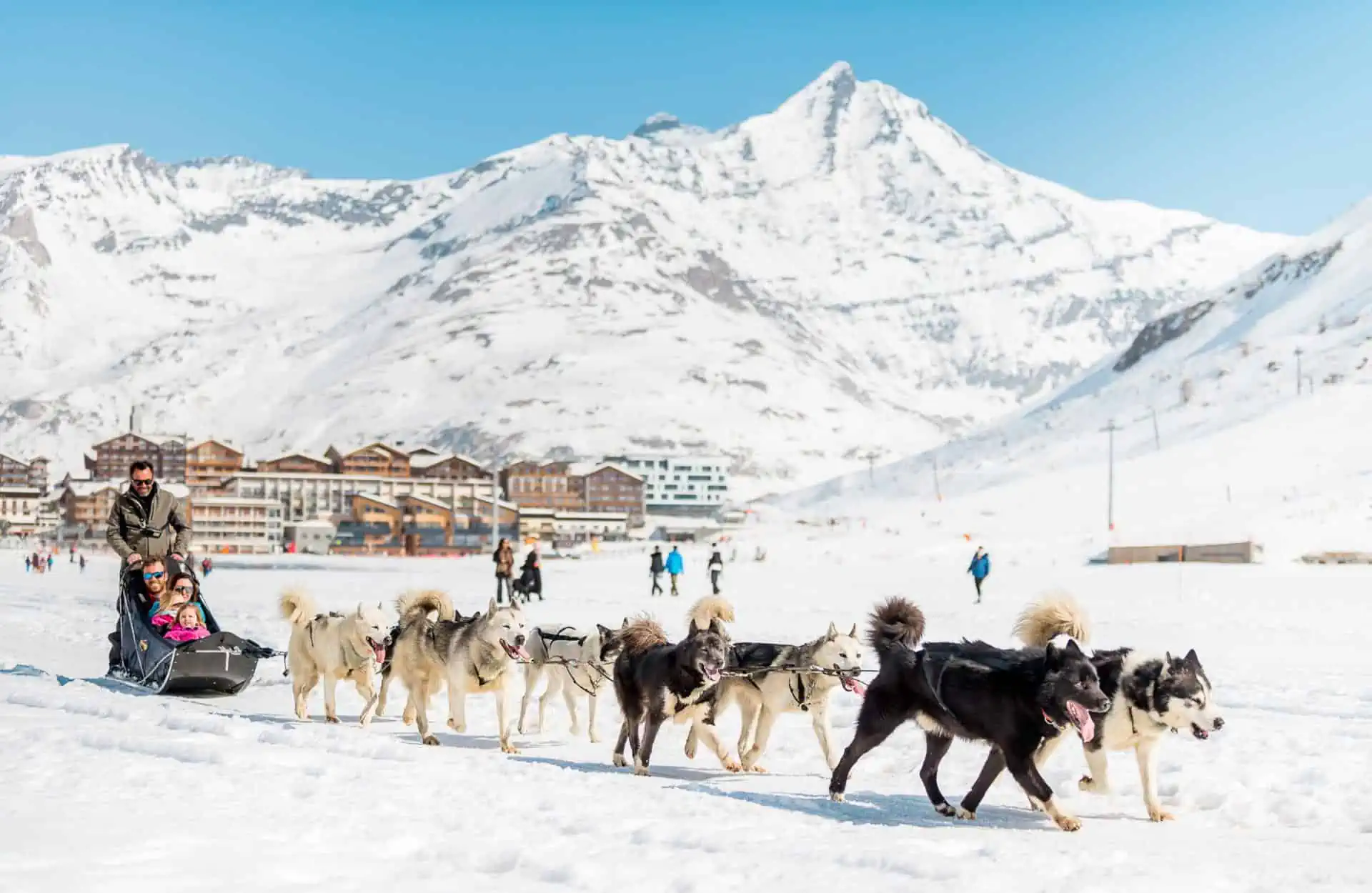 Tignes - Chien de traineau Andy Parant