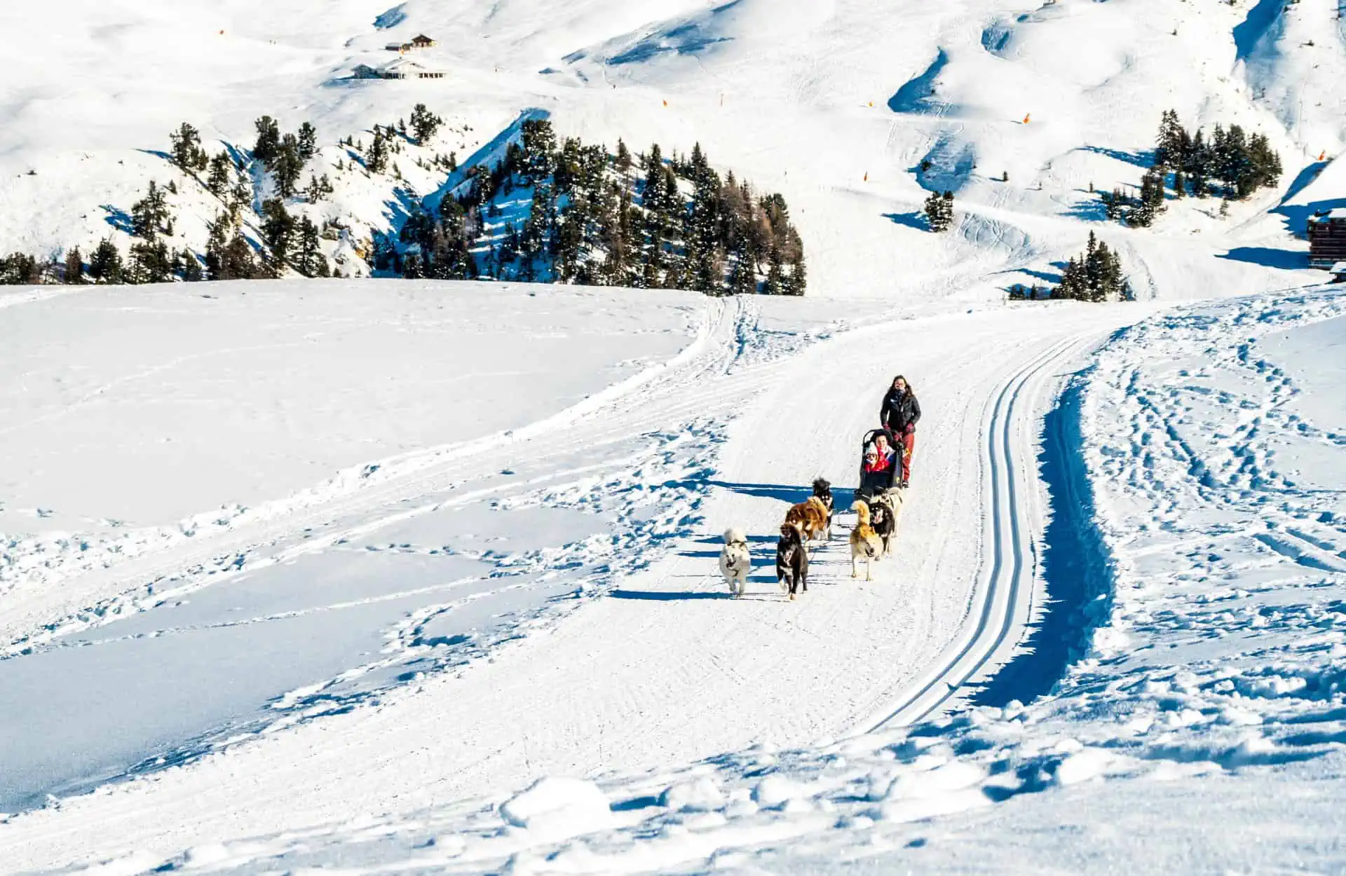 Dog sled in La Plagne - JNJ Photo