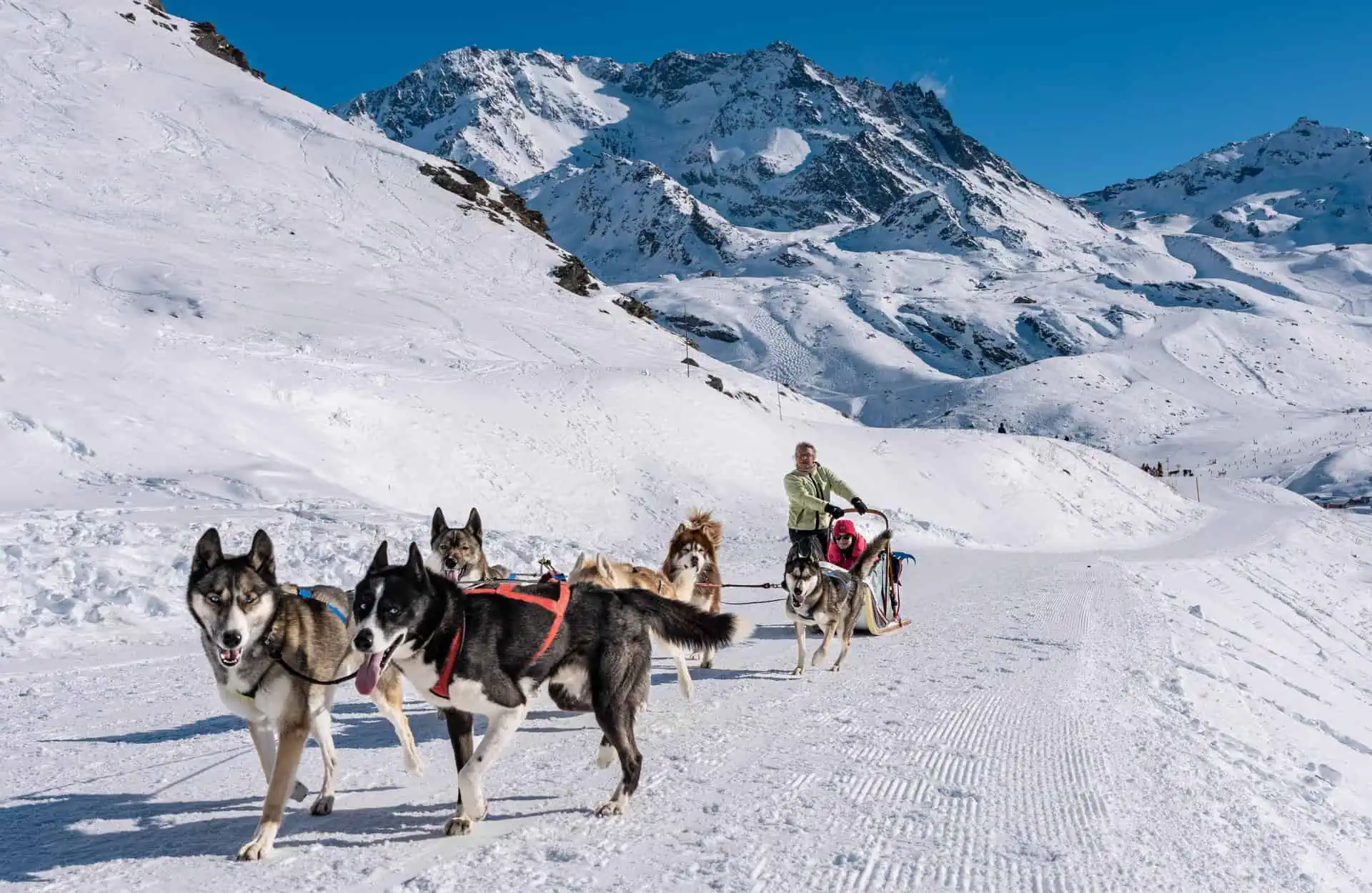 Chien Traineau L.BROCHOT OT val Thorens